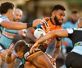 Tigers fall to Sharks