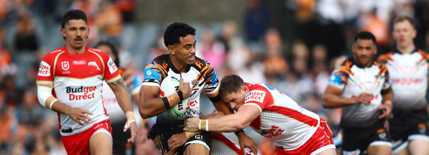 Tigers fall to Dolphins at Campbelltown